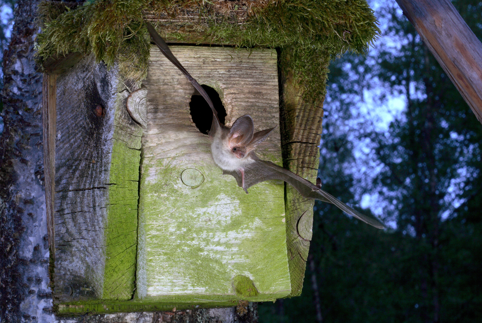 Plecotus auritus coming out of a bat box