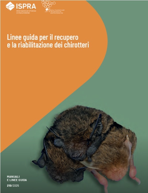 Linee guida per il recupero e la riabilitazione dei chirotteri
