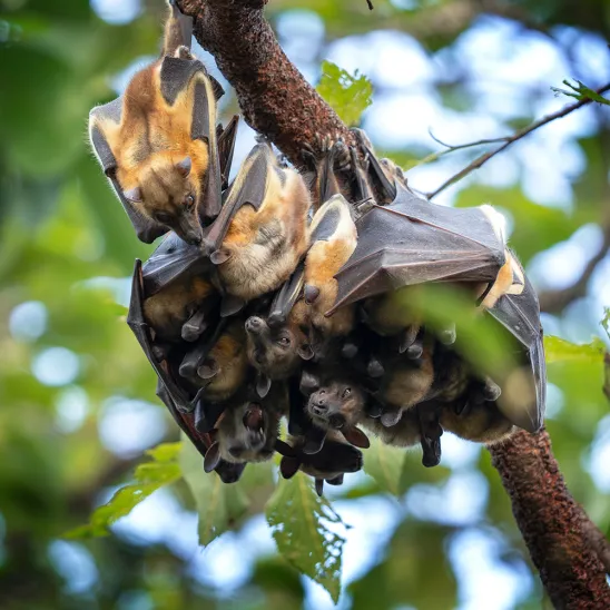 Straw-coloured Fruit Bats © Adobe Stock Images