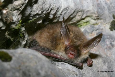 Manuel_Ruedi - Myotis bechsteinii.jpg