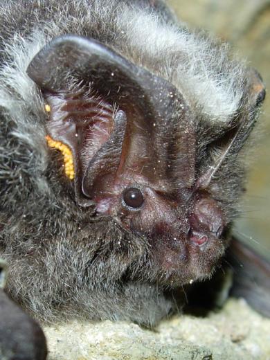 Barbastella barbastellus 